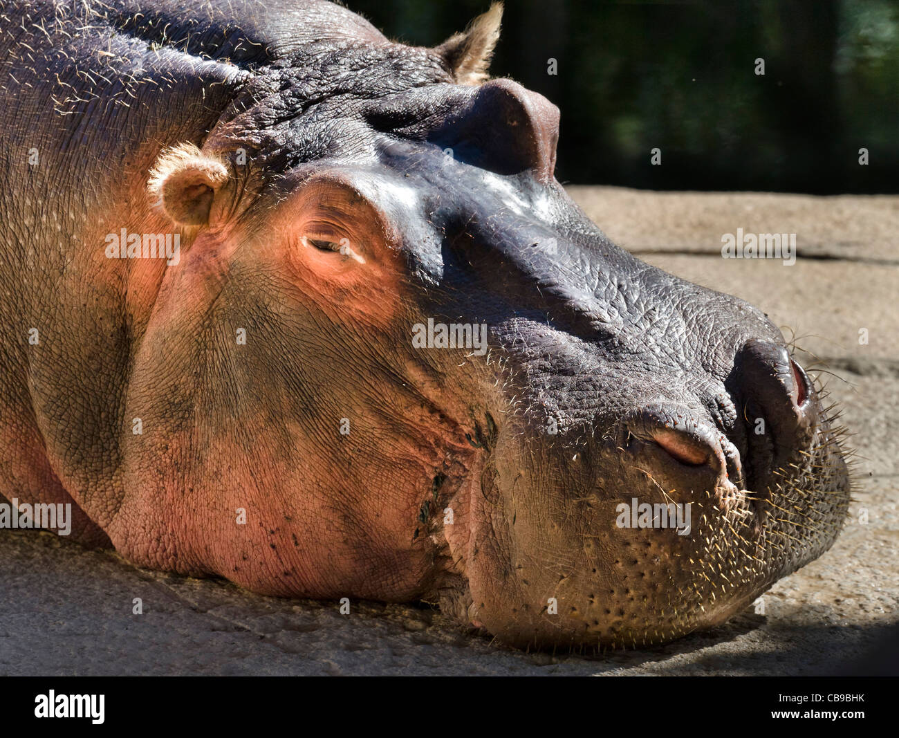Gros plan de la tête d'un hippopotame en captivité de couchage (Hippopotamus amphibius) Banque D'Images