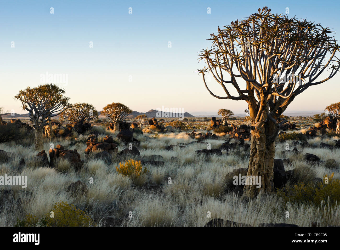 Quivertree forest à Garas Quiver Tree Park, Ferme Gariganus, Namibie Banque D'Images