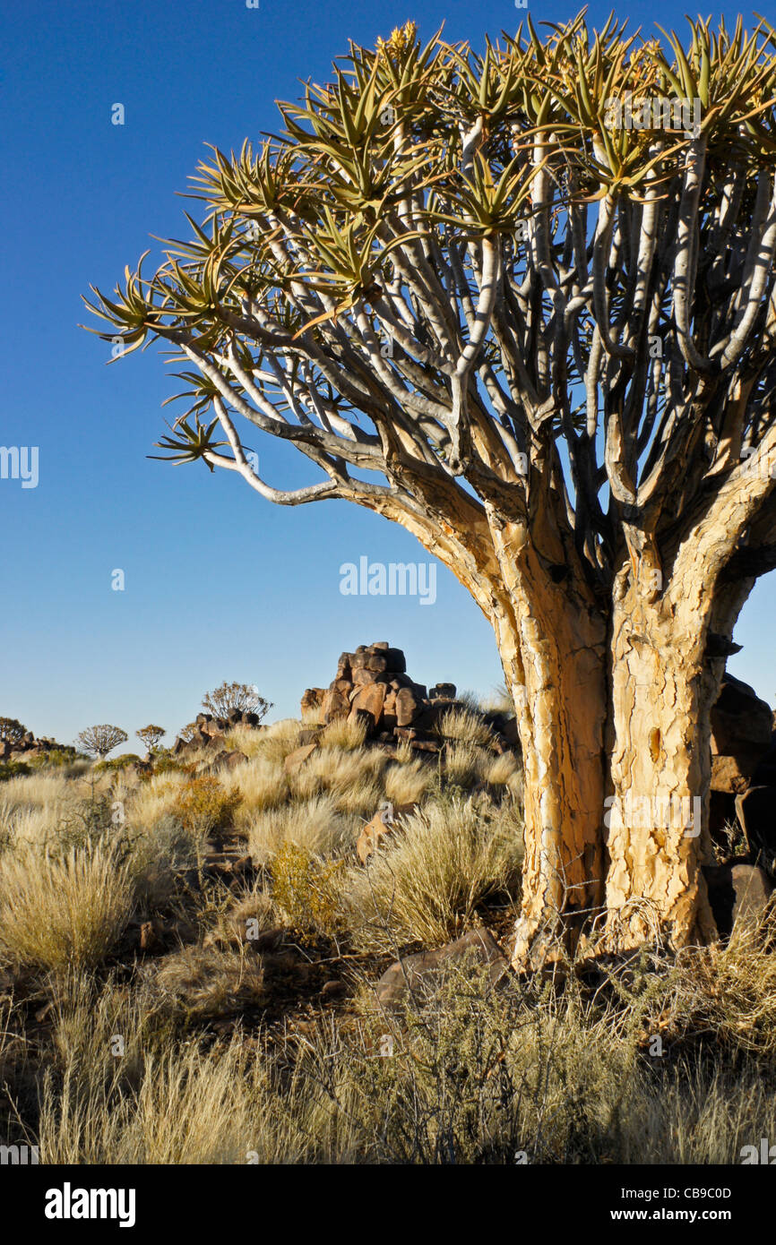 Quivertree forest à Garas Quiver Tree Park, Ferme Gariganus, Namibie Banque D'Images