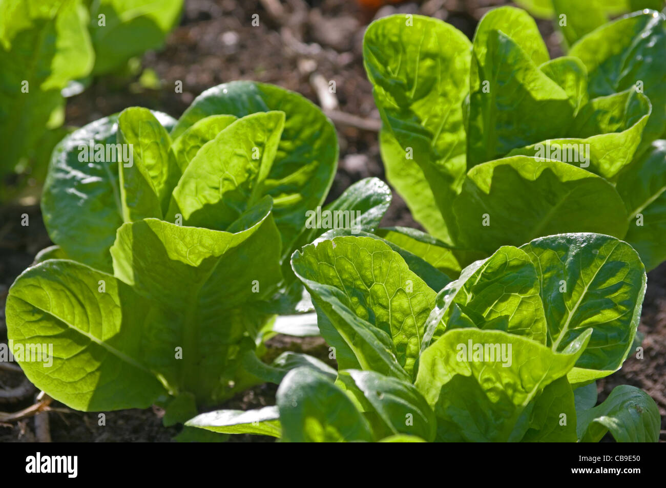 Petit bijou dans la laitue potager dans le soleil d'été, Cumbria, England, UK Banque D'Images