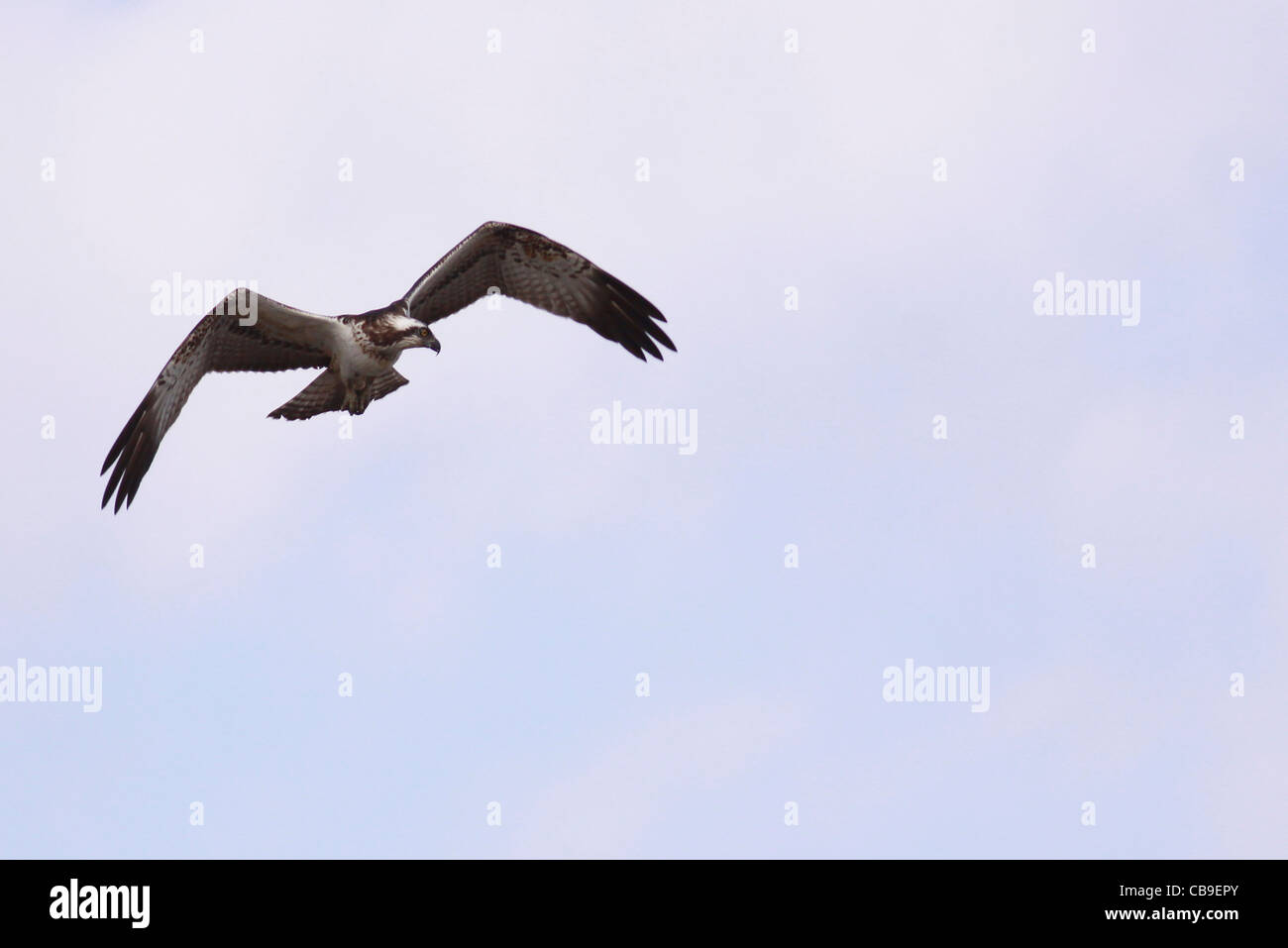 Balbuzard pêcheur (Pandion haliaetus). Cet oiseau de proie est de 60 centimètres de long et a une envergure de 180 cm. Banque D'Images