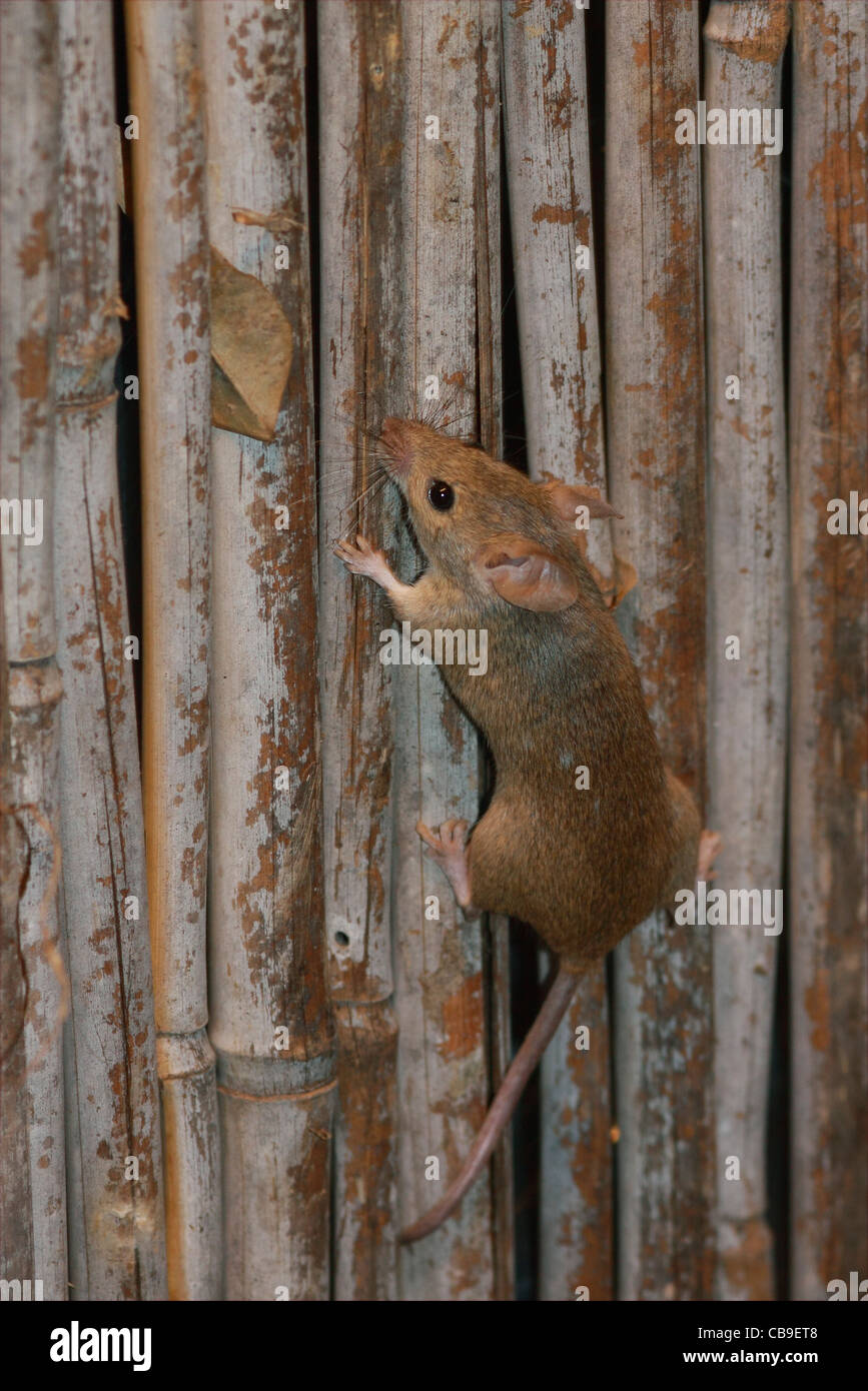 Rattus norvegicus. Rat brun à la recherche de nourriture. Banque D'Images