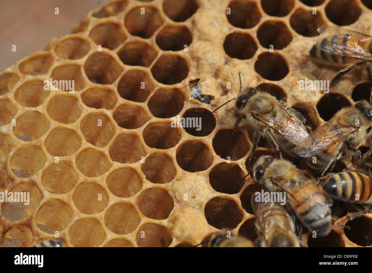 Sur un nid d'abeilles Banque D'Images
