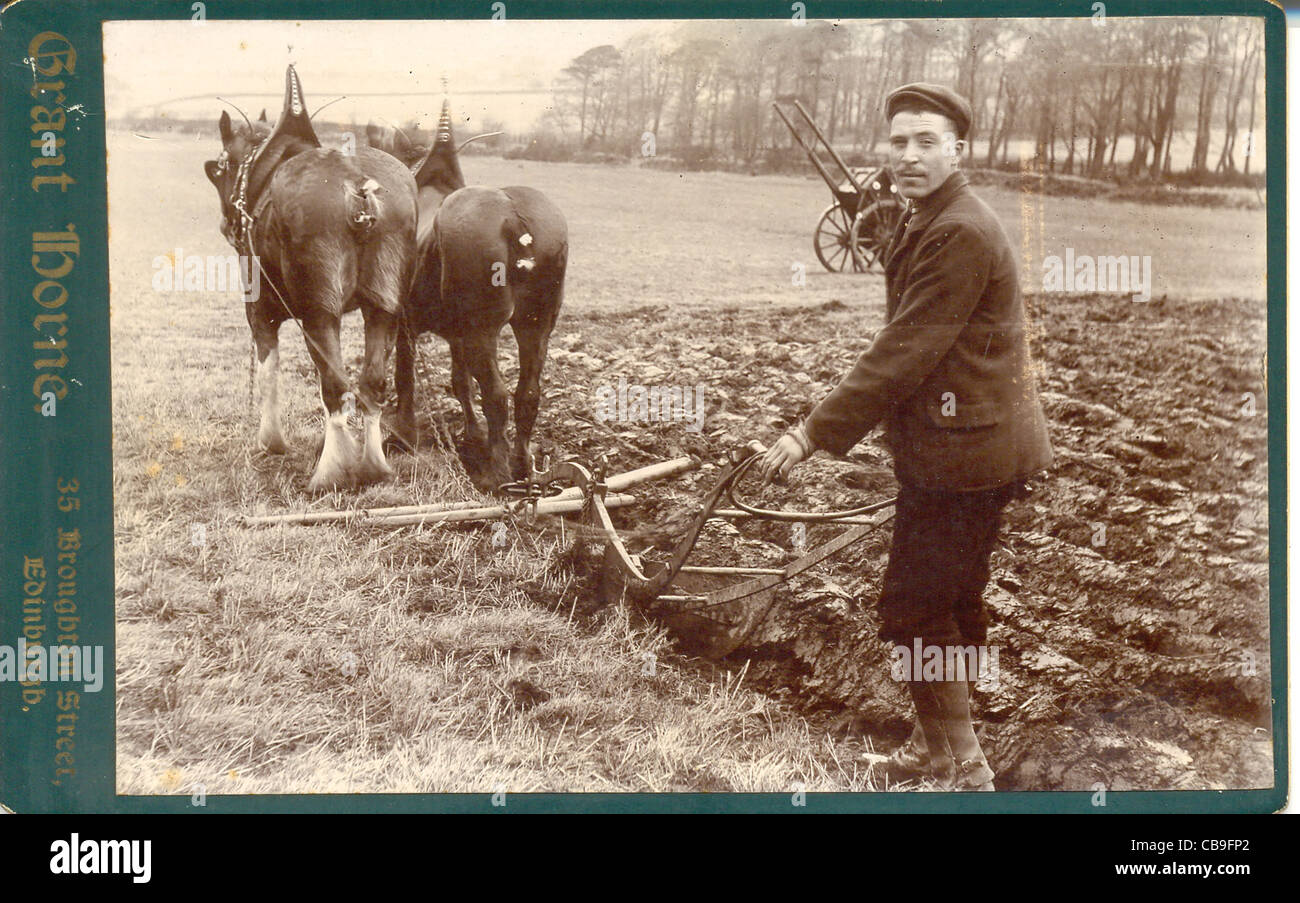 Photographie du Cabinet de l'homme avec les chevaux de labour Banque D'Images