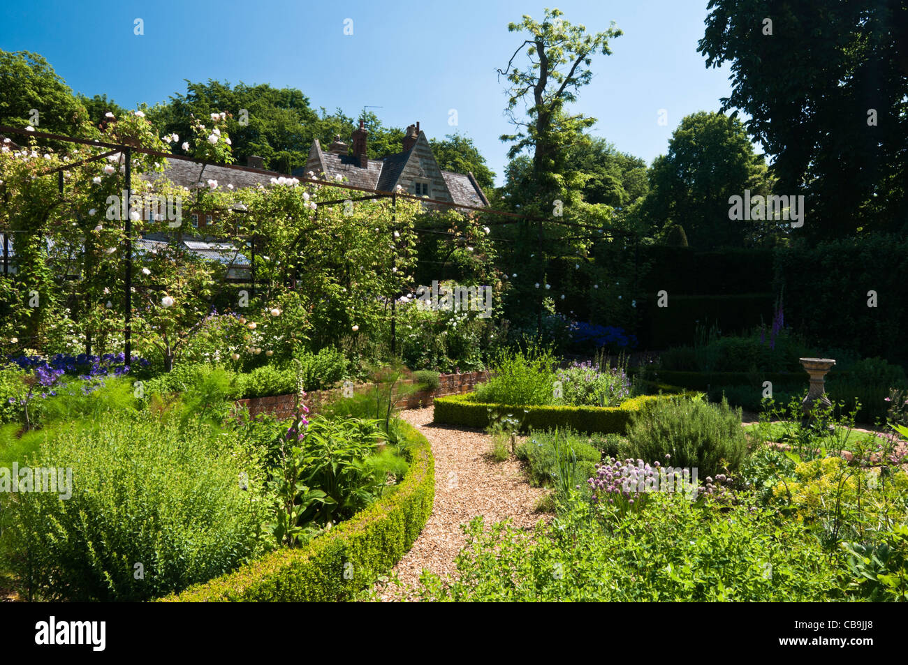 Fleurs qui poussent dans le jardin des Herb avec ses frontières de haies en forme de boîte à Coton Manor Gardens, à Coton, dans le Northamptonshire, en Angleterre Banque D'Images