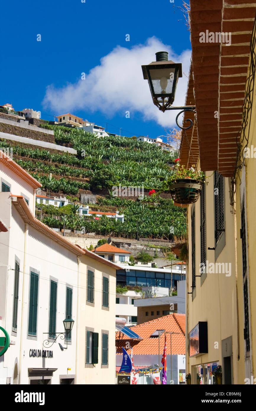 Rua Sao Joao de Deus et terrasses de la banane, Camara de Lobos, près de Funchal, Madère Banque D'Images
