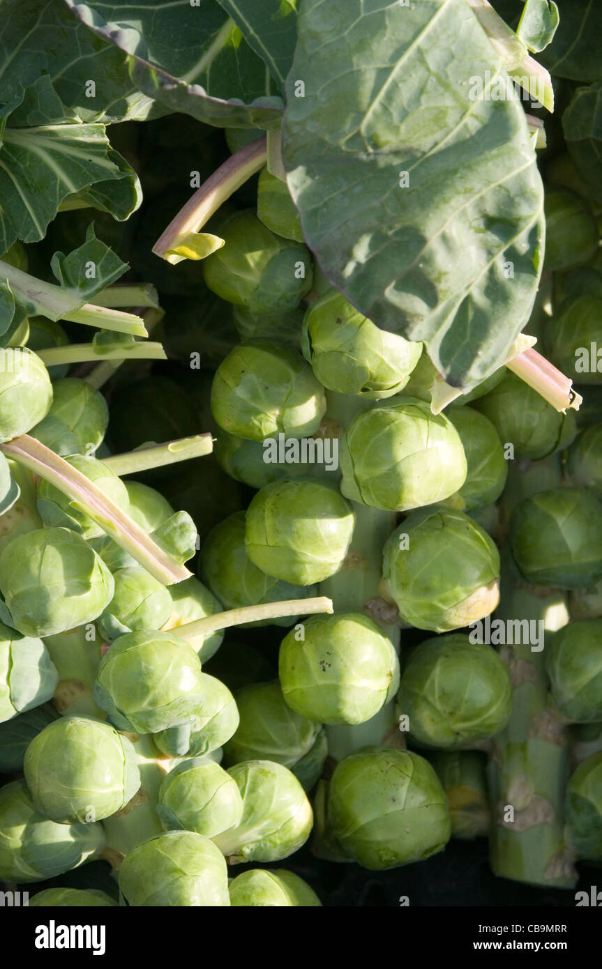 Germes germes de légumes frais légumes verts vert Banque D'Images