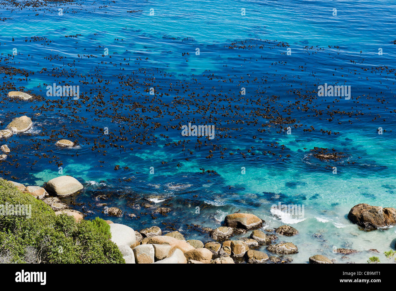 Le varech, un brown algues marines, le Parc National de Table Mountain zone maritime protégée au sud de Cape Town Afrique du Sud Banque D'Images