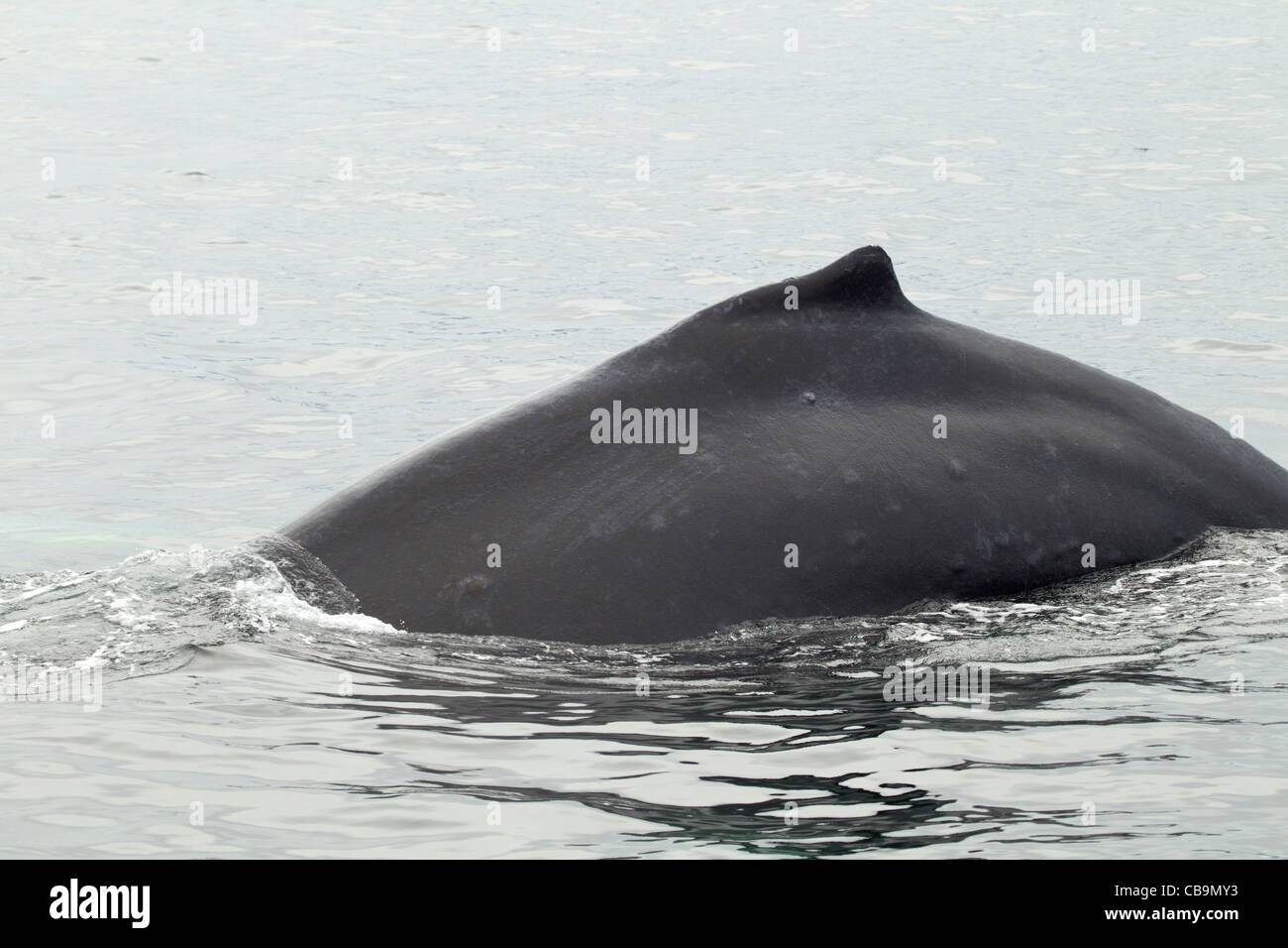 Nageoire d'une baleine à bosse libre Banque D'Images