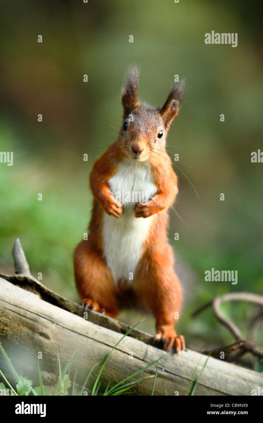 Eurasian écureuil roux, Sciurus vulgaris, homme, Dodd wood, Cumbria, Lake district, Angleterre, automne Banque D'Images