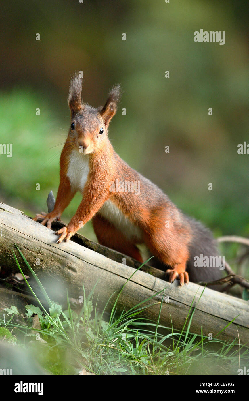 Eurasian écureuil roux, Sciurus vulgaris, homme, Dodd wood, Cumbria, Lake district, Angleterre, automne Banque D'Images