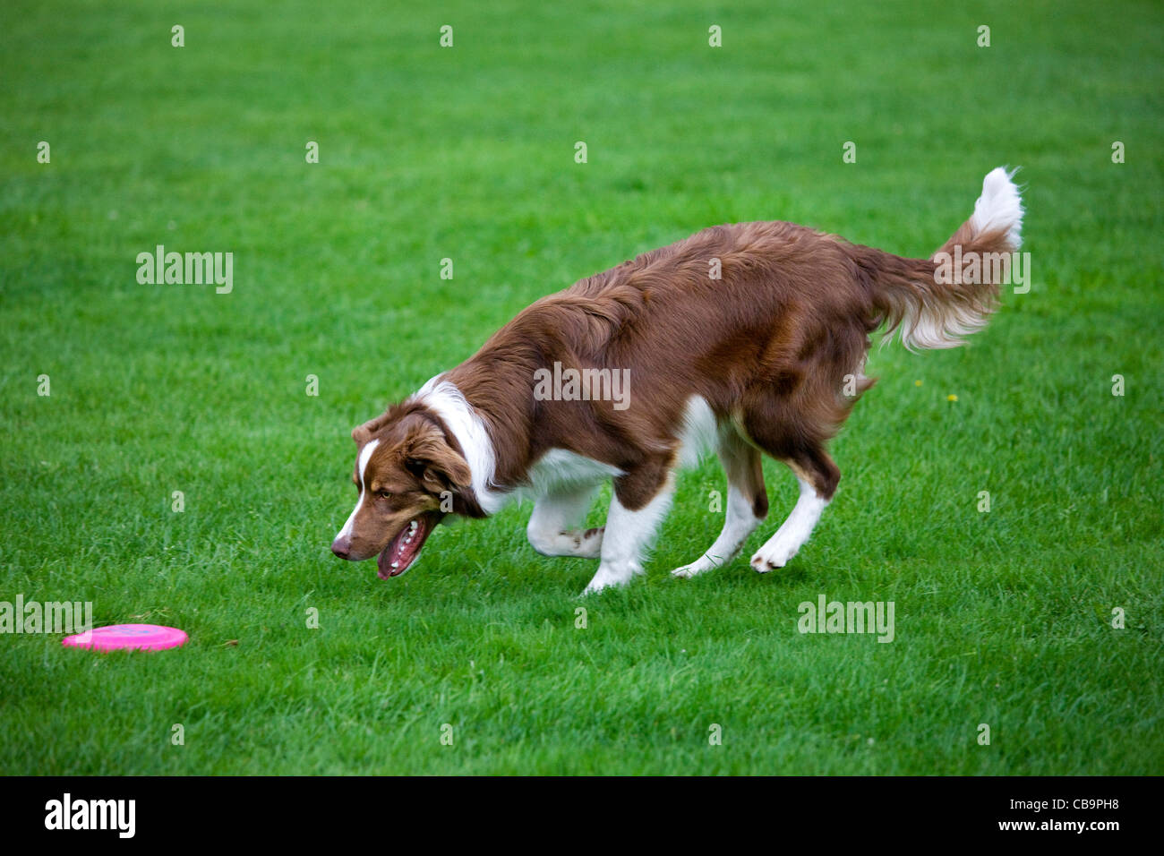 Border Collie (Canis lupus familiaris) extraction frisbee in garden Banque D'Images