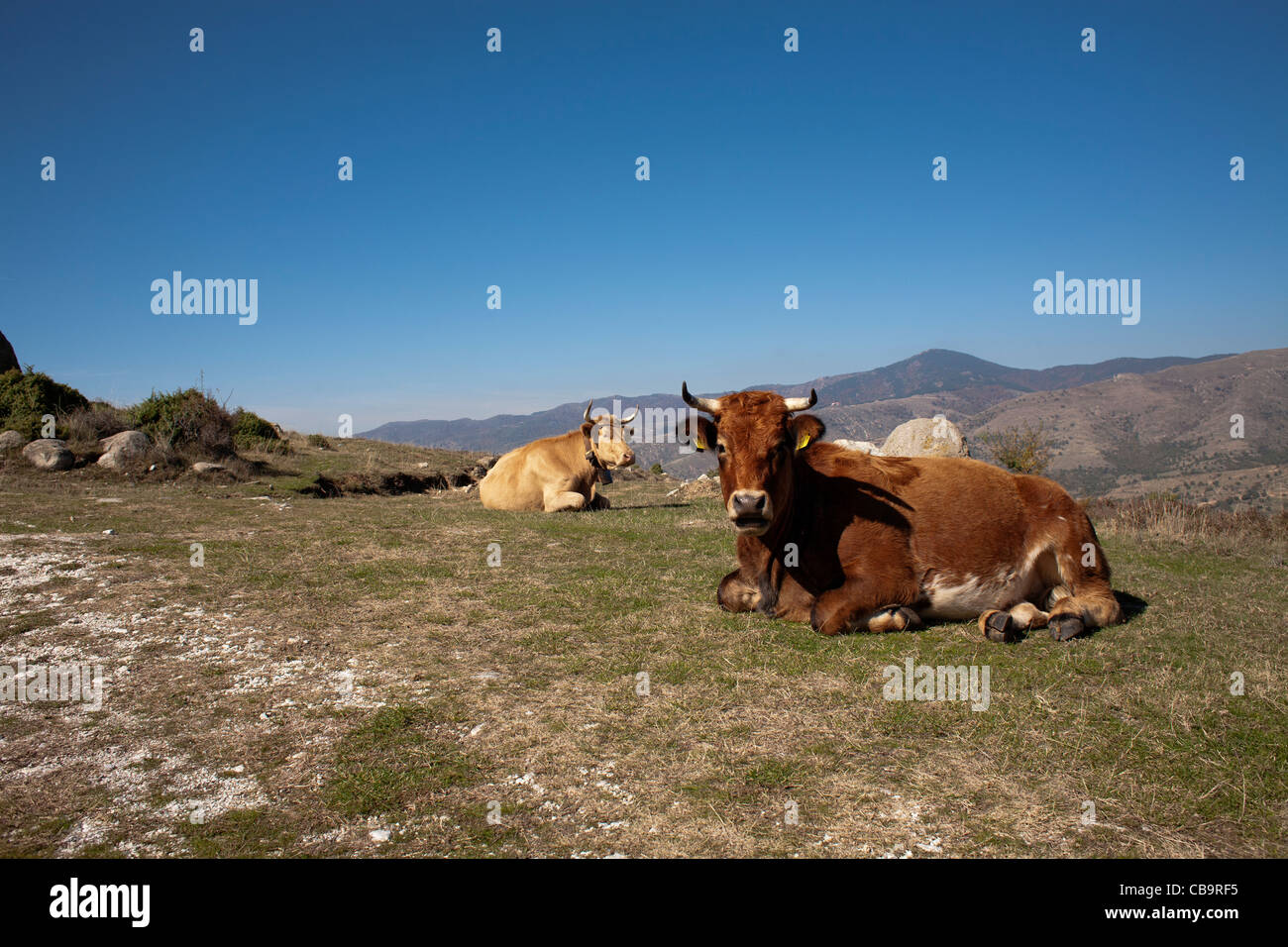 Les vaches s'allonger et profiter du soleil. Serres, Macédoine, Grèce. Banque D'Images