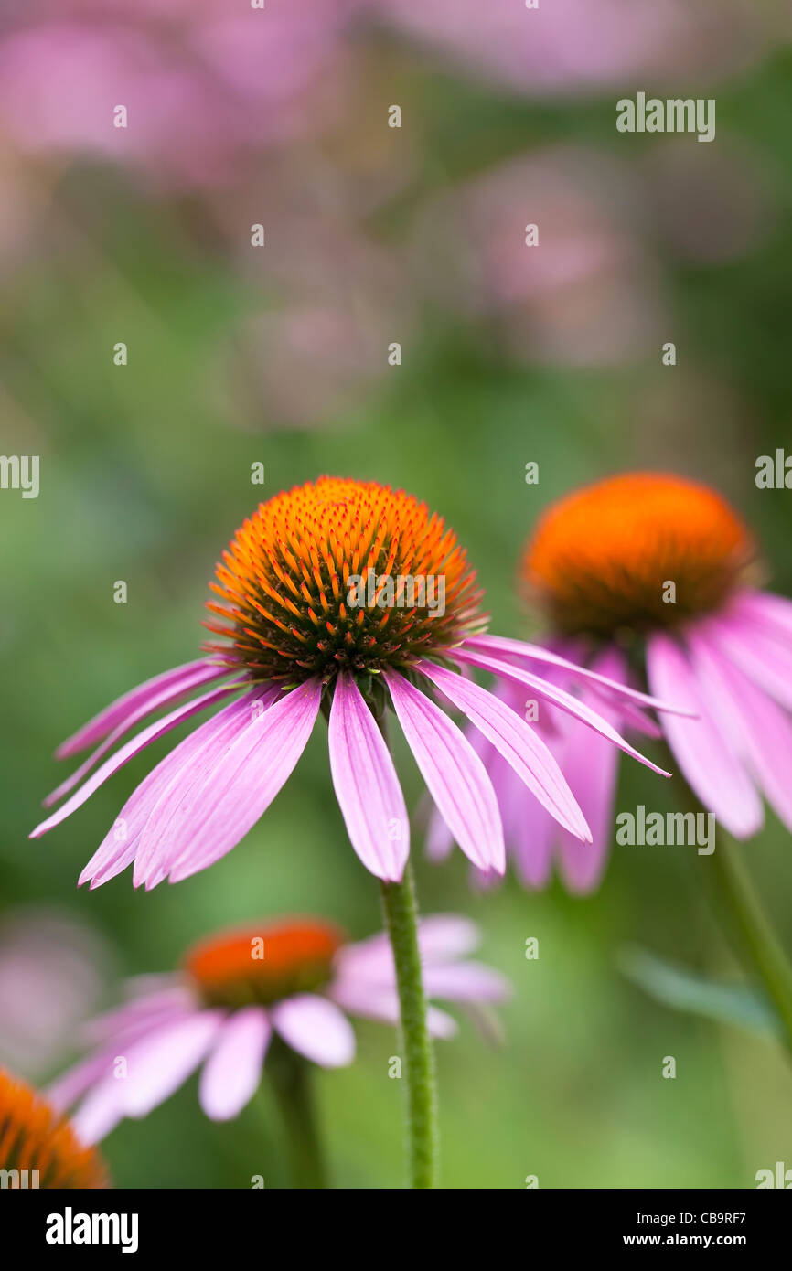 Purple Coneflowers, Echinacea purpurea Banque D'Images