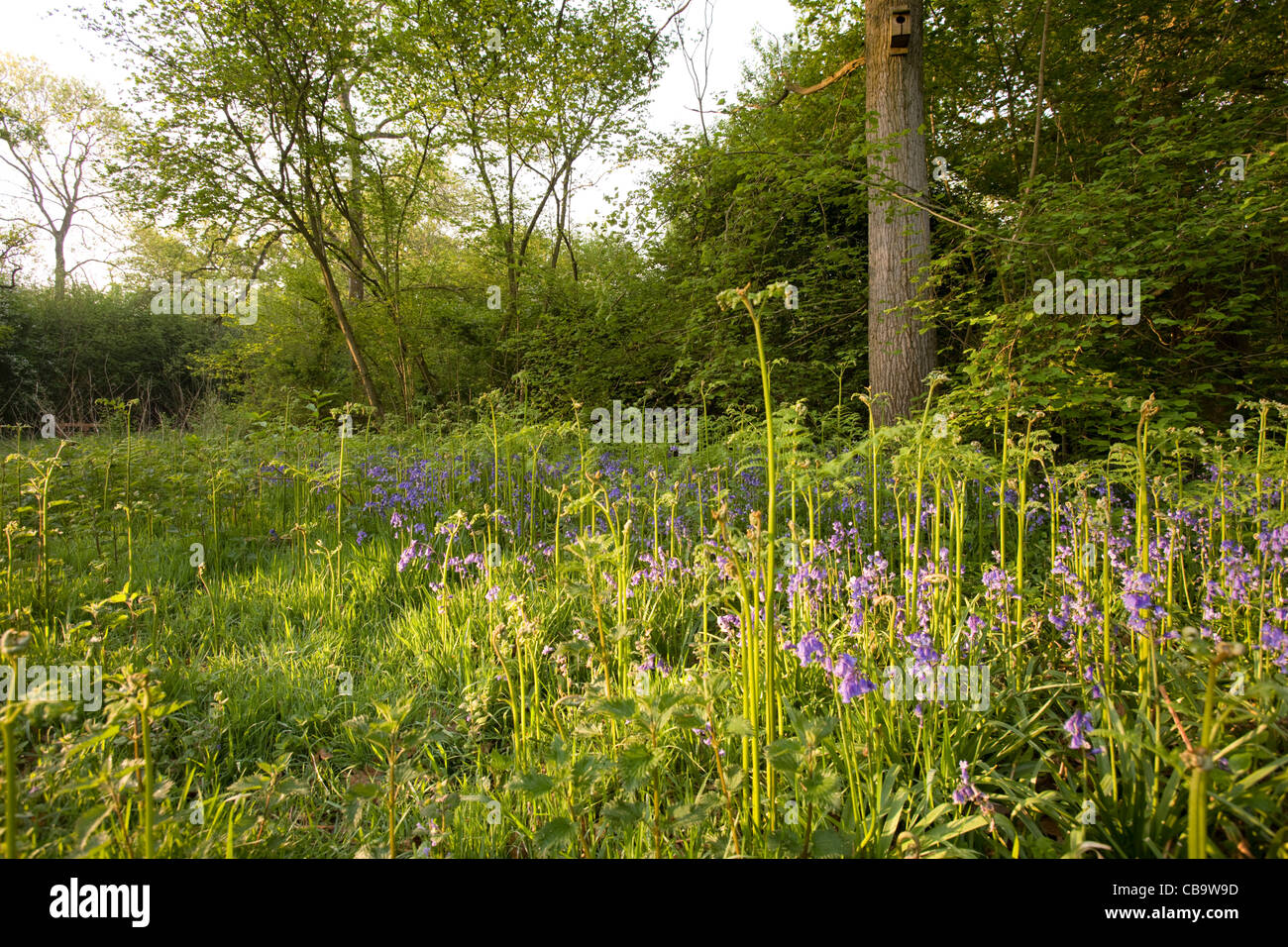 Bluebells, Wayland Wood, Norfolk, UK Banque D'Images