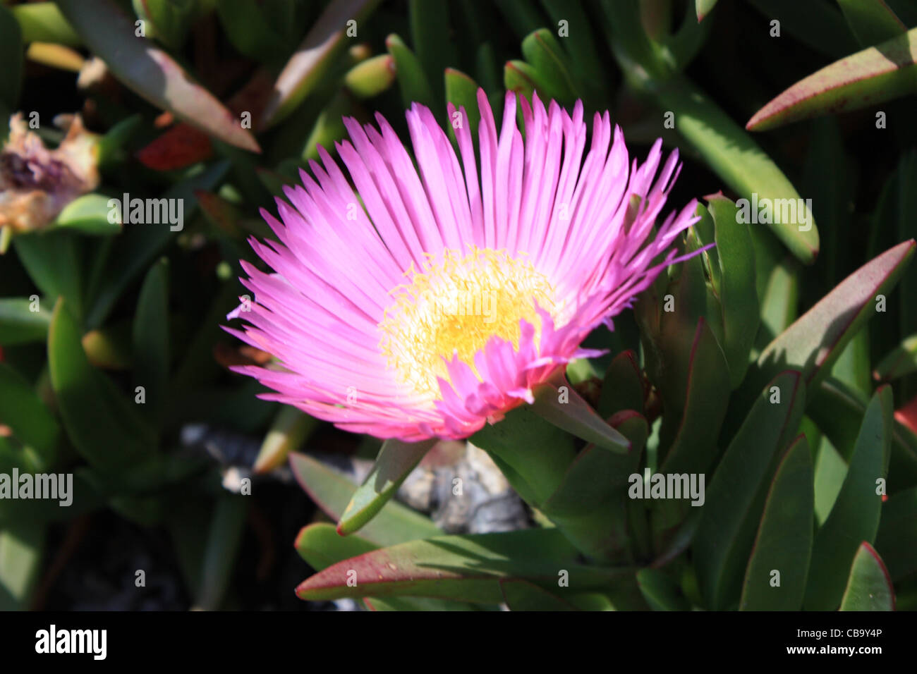 Fleurs roses apparaissent sur un succulent Sally-mon-Beau plant (Carpobrotus acinaciformis) également connu sous le nom d'un Hottentot Fig Banque D'Images