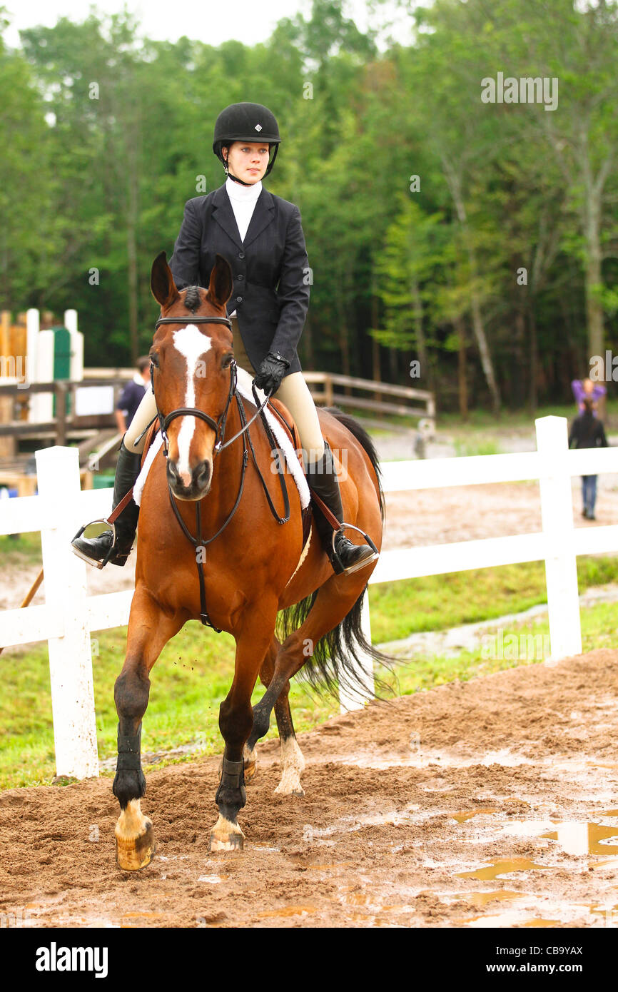 Bay horse en réchauffer au horse show Banque D'Images