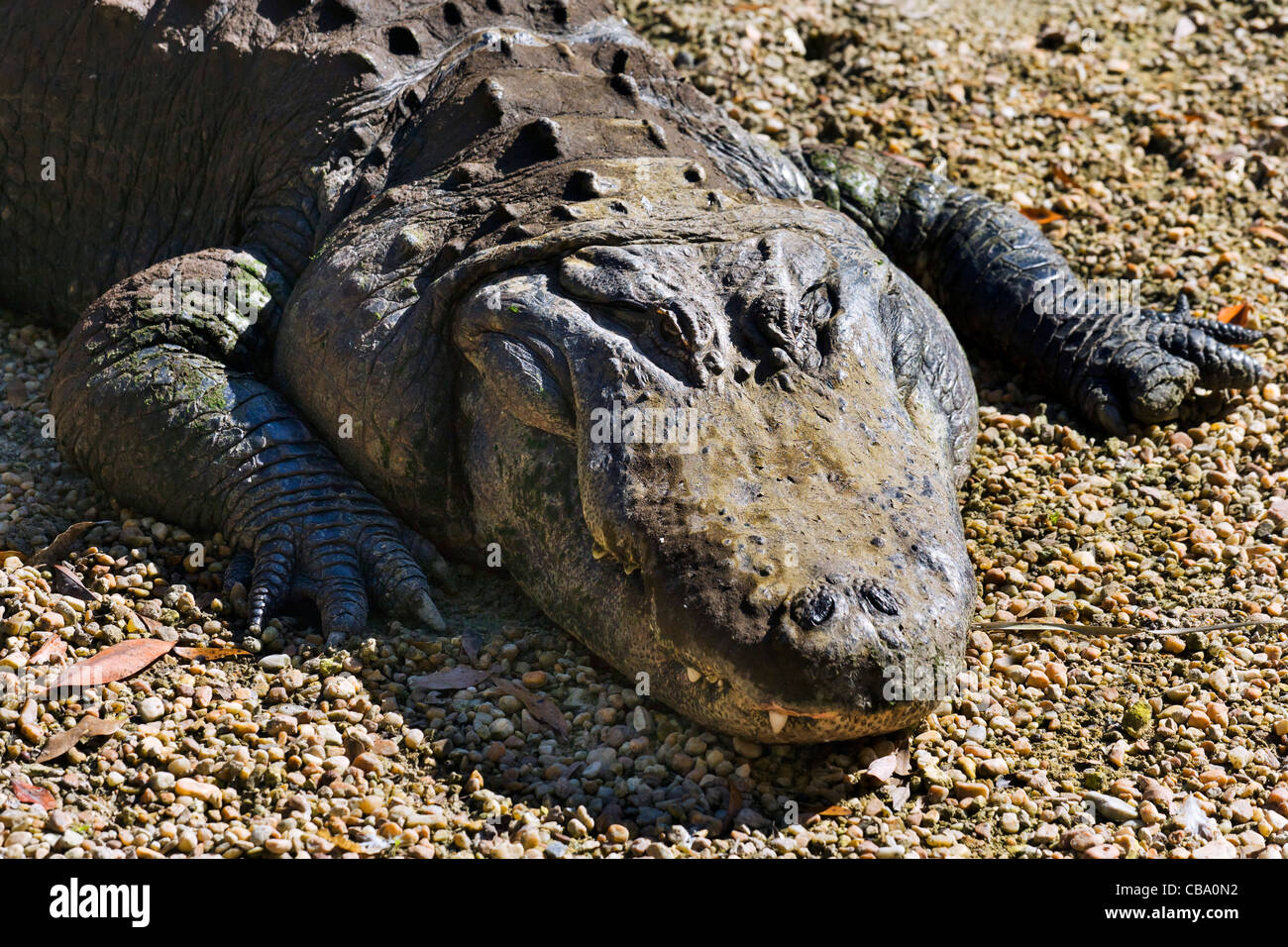 Alligator Alligator mississippiensis), (Homosassa Springs Wildlife Park, Homosassa, la Côte du Golfe, Florida, USA Banque D'Images
