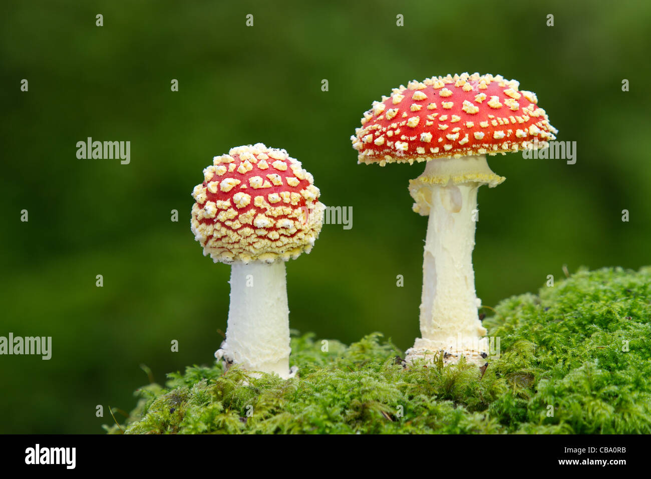 Deux champignons agaric fly avec mousse verte avant-plan et arrière-plan de diffusion Banque D'Images