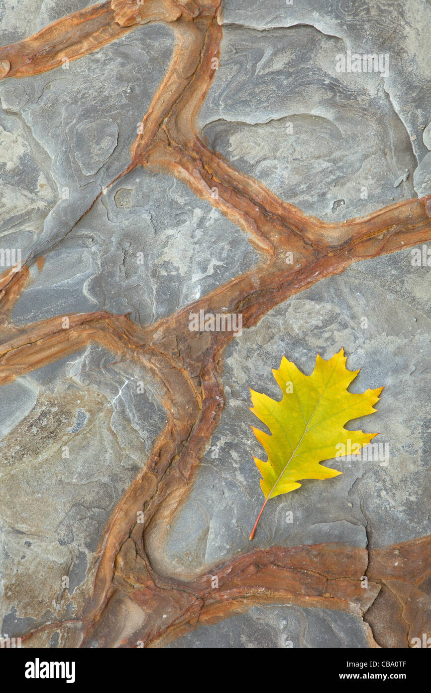 Sur la feuille jaune caractéristique rock côtières Banque D'Images