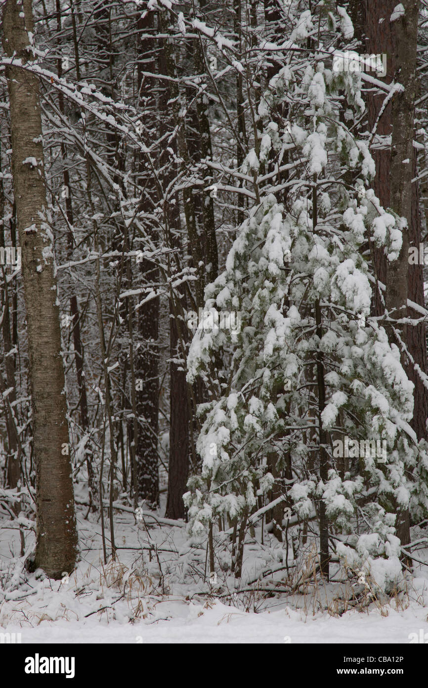 Une grande scène d'hiver dans la forêt après une chute de neige montrant un petit pin blanc couvert de neige. Banque D'Images