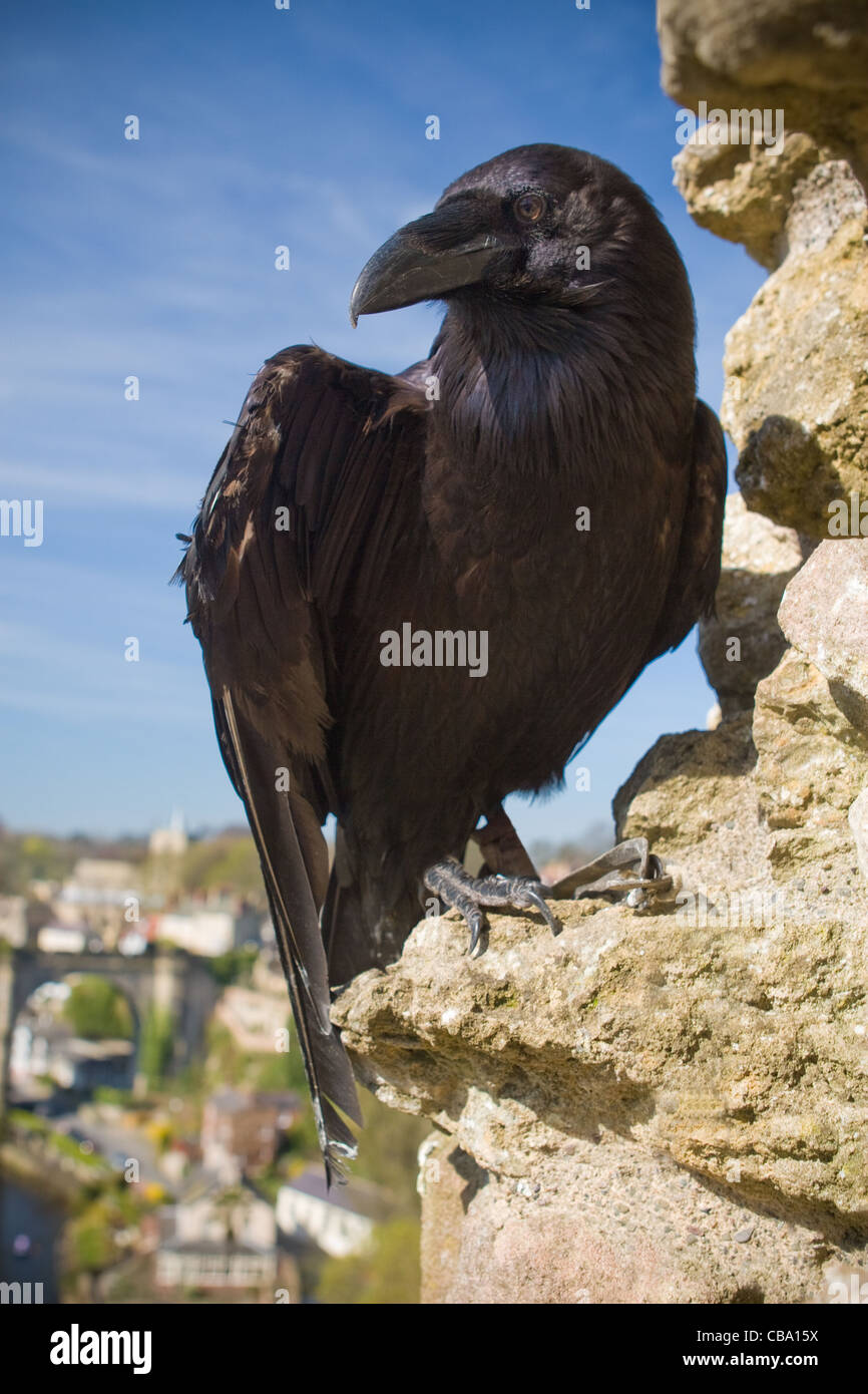 Raven se leva sur les murs du château de Knaresbrough Banque D'Images