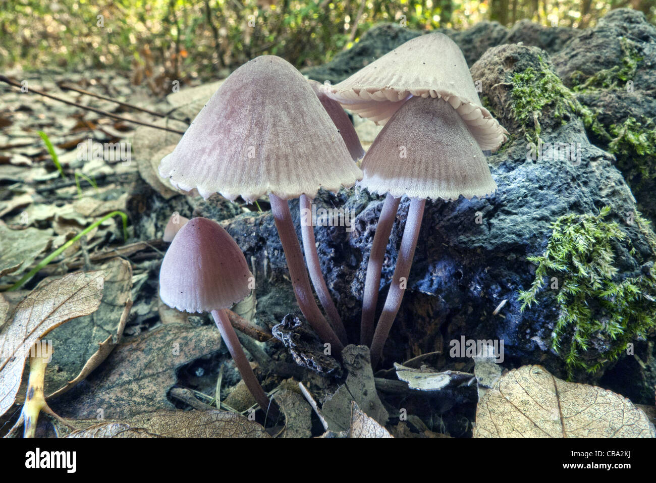 Les champignons dans les sous-bois Banque D'Images