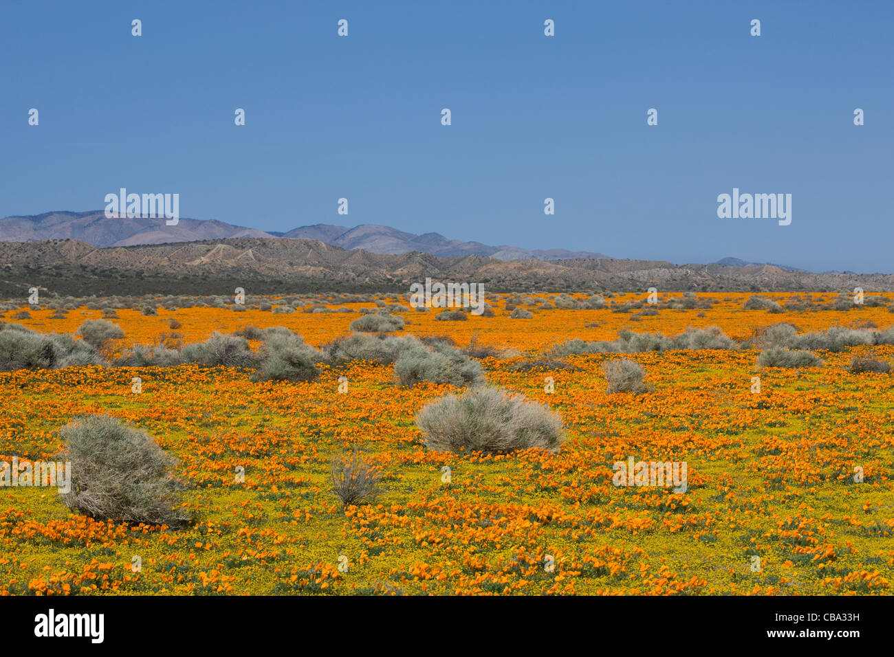 Fleurs sauvages fleurissent dans Antelope Valley, Californie Banque D'Images