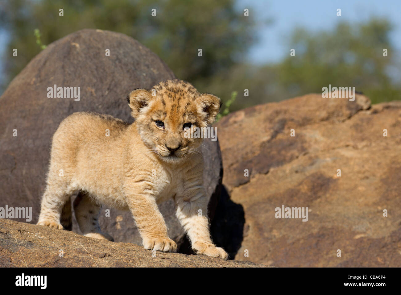 Bébé Lion debout sur rock (Panthera leo) Banque D'Images