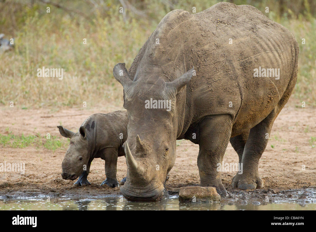 White Rhino avec bébé à un barrage (Ceratotherium simum) Banque D'Images