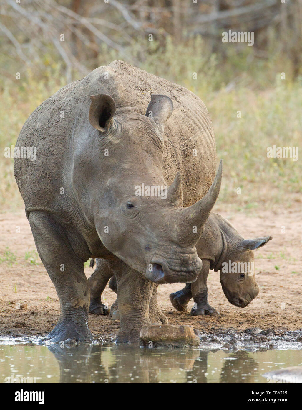 White Rhino avec bébé à un barrage (Ceratotherium simum) Banque D'Images