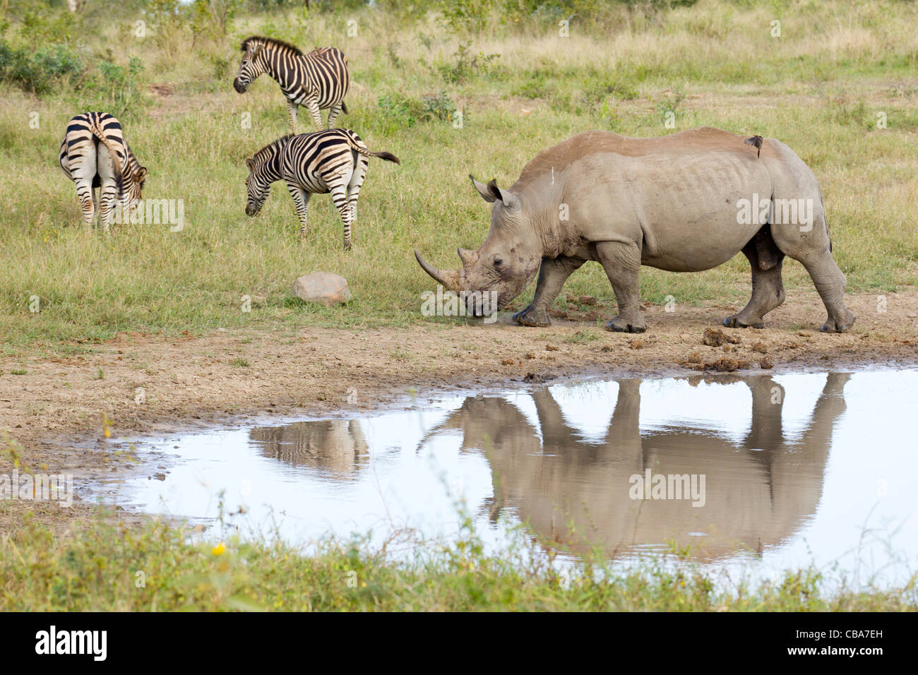 Rhinocéros blanc au barrage avec Zebra (Ceratotherium simum) Banque D'Images
