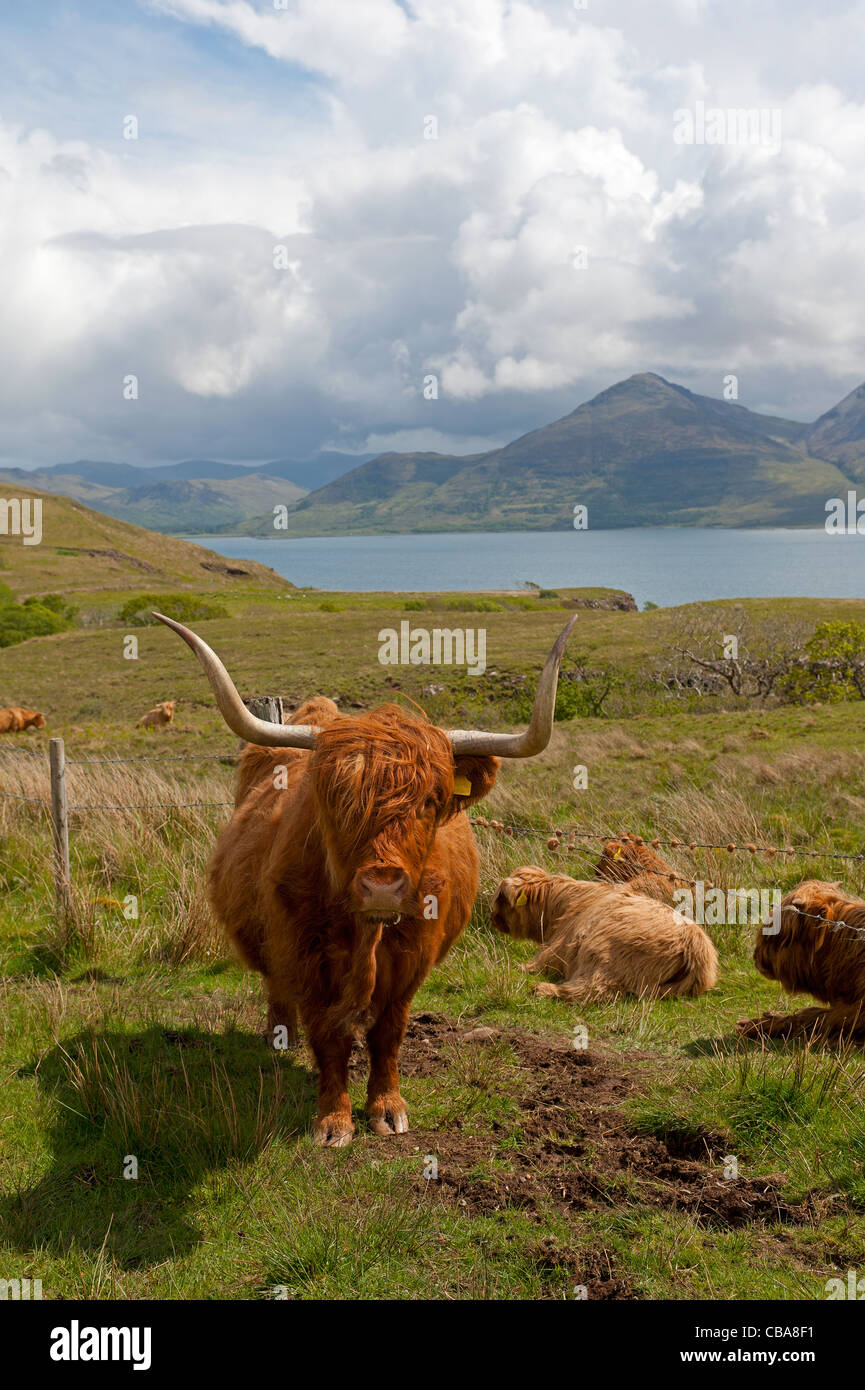 Les bovins des Highlands écossais sur la côte ouest de l'île de Mull, Argyll. L'Écosse. 7751 SCO Banque D'Images