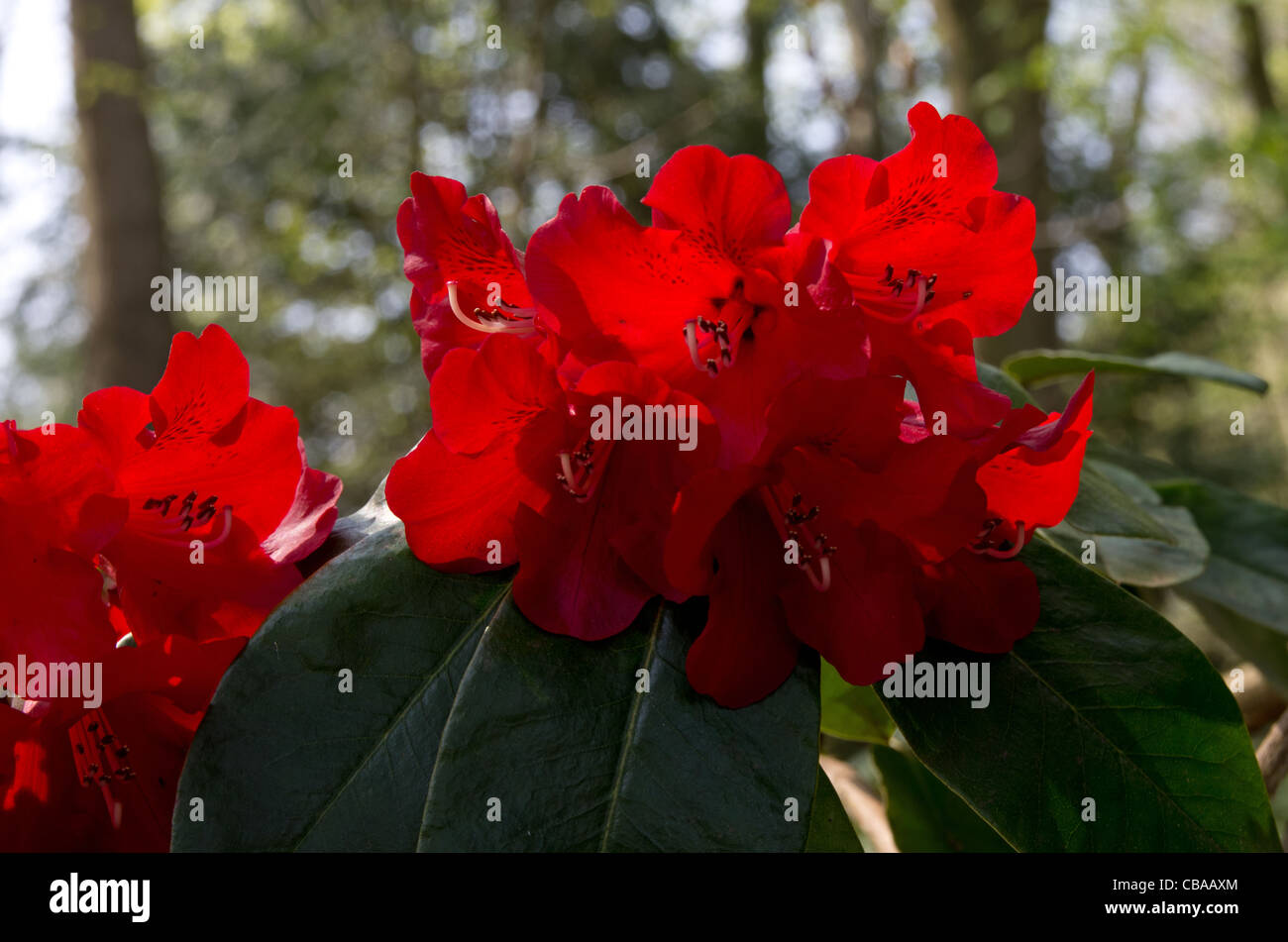 Rhododendron Scarlet O' Hara dans Ray Wood à Castle Howard Banque D'Images