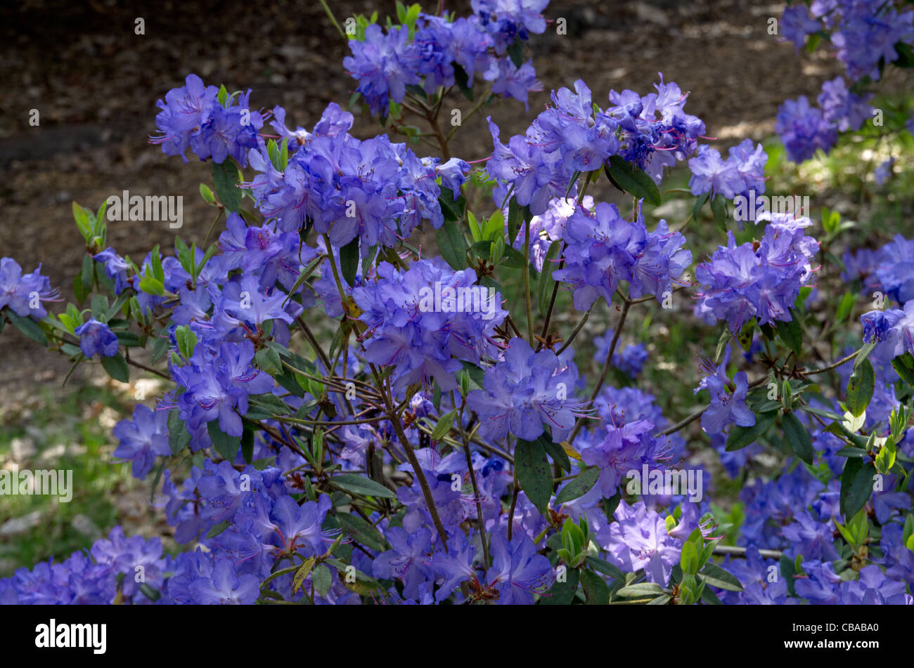 Rhododendron rêverie dans Ray Wood à Castle Howard Banque D'Images