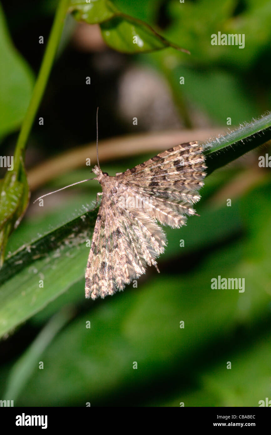 Vingt-plume / Plusieurs-Alucita hexadactyla (plumes : Alucitidae), Royaume-Uni. Banque D'Images