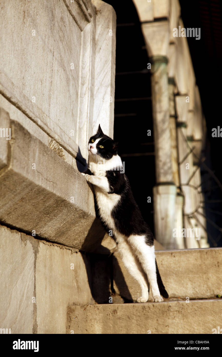 Chat noir et blanc à la mosquée bleue Sultanahmet Istanbul TURQUIE 04 Octobre 2011 Banque D'Images