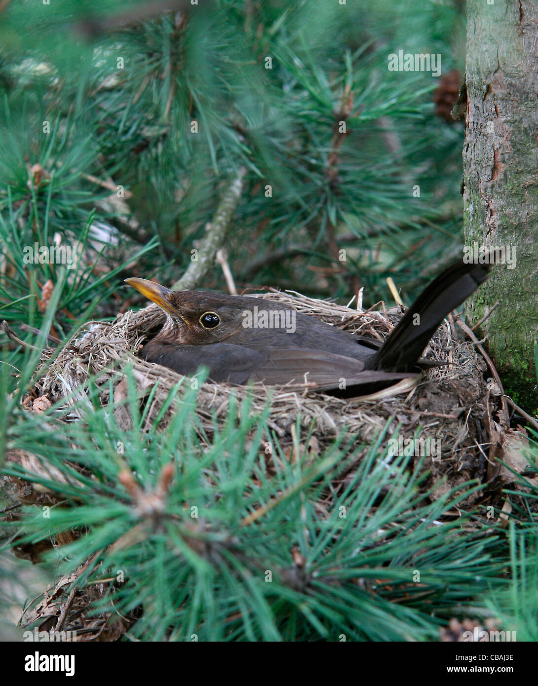 Blackbird, Turdus merula, oiseau, nid, femme, animal (CTK Photo/Marketa Hofmanova) Banque D'Images