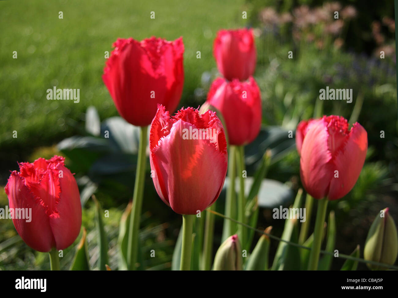 Les tulipes (Tulipa), nature, fleurs, plantes (CTK Photo/Marketa Hofmanova) Banque D'Images