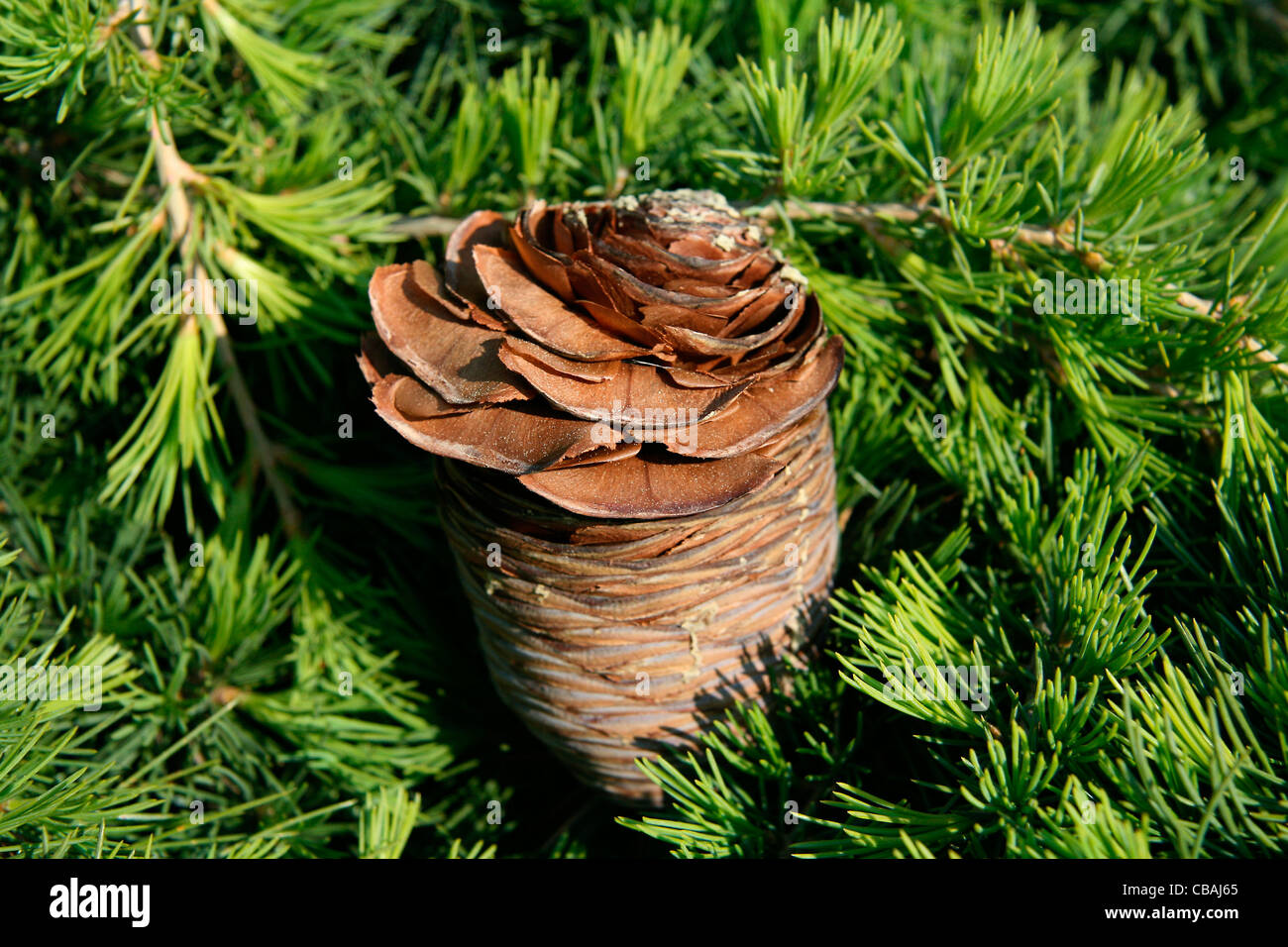 Cedrus, cône, nature, fleurs, plantes (CTK Photo/Marketa Hofmanova) Banque D'Images