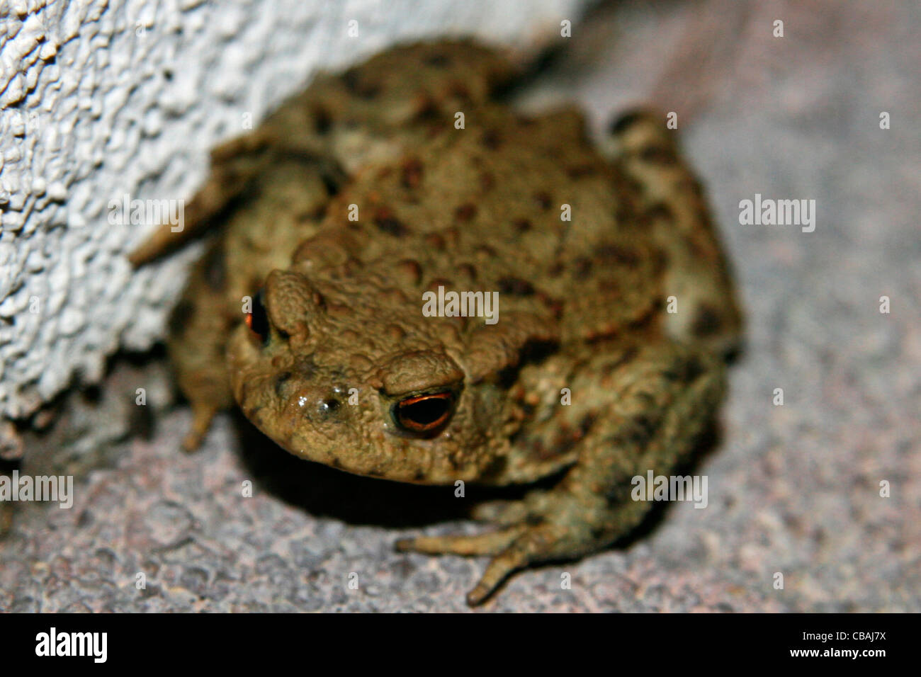 Crapaud Bufo bufo, amphibien, grenouille, animal (CTK Photo/Marketa Hofmanova) Banque D'Images