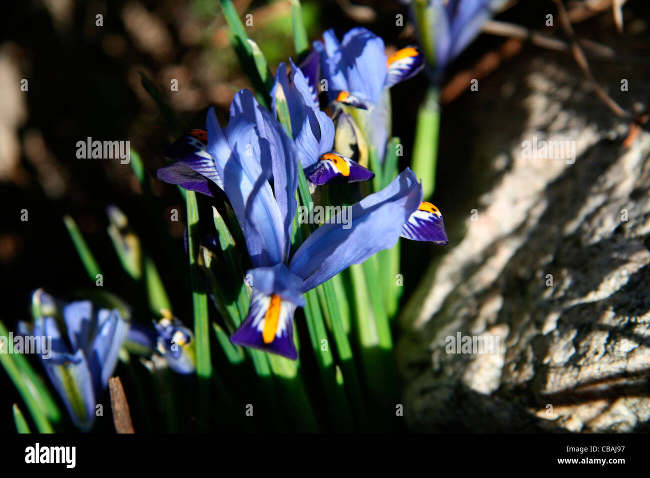 Iris, nature, fleurs, plantes (CTK Photo/Marketa Hofmanova) Banque D'Images