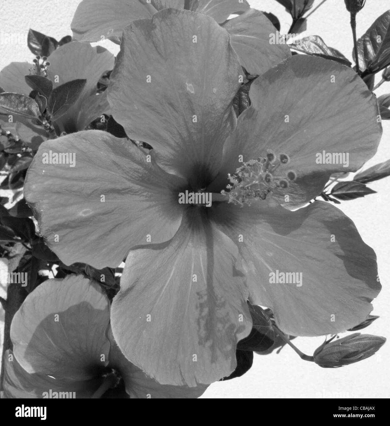 Hibiscus, Hibiscus L., nature, fleurs, plantes (CTK Photo/Marketa Hofmanova) Banque D'Images