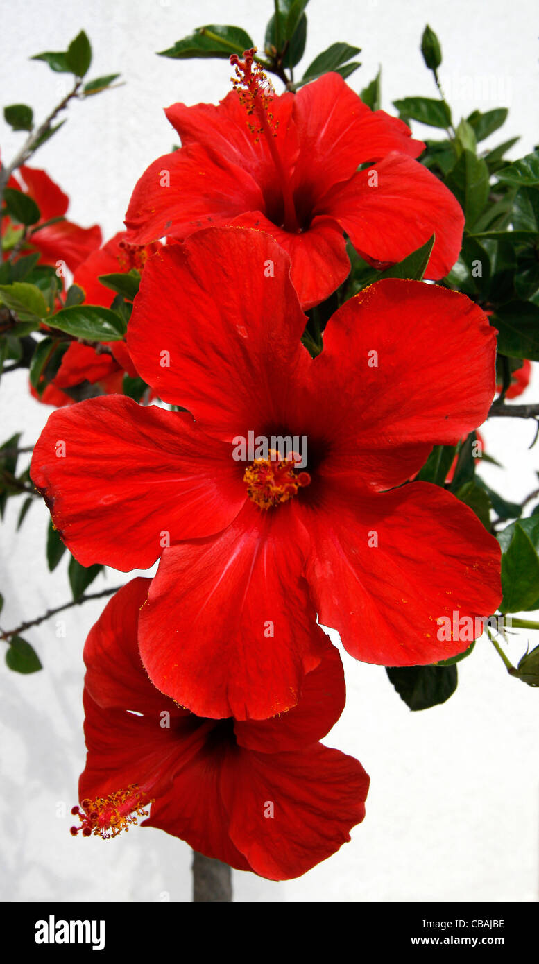 Hibiscus, Hibiscus L., nature, fleurs, plantes (CTK Photo/Marketa Hofmanova) Banque D'Images