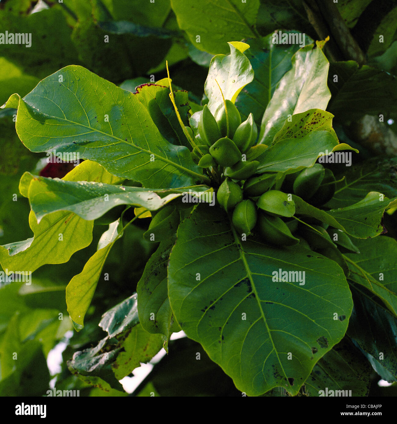 Graines d'amandier tropical Hawaii Big Island Banque D'Images