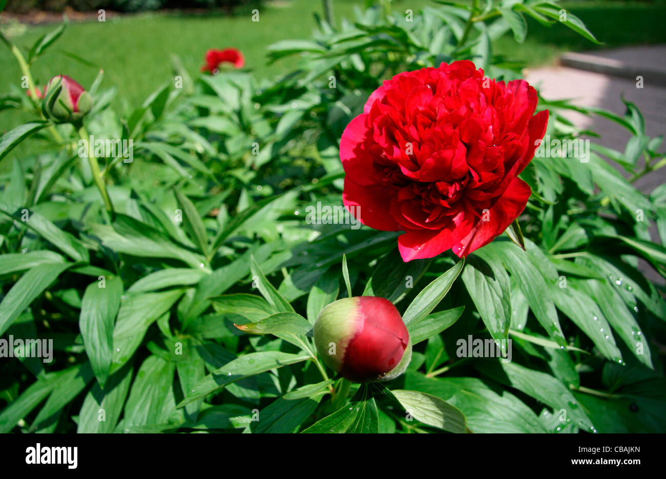 La pivoine Paeonia officinalis L., Médecine, nature, fleurs, plantes, fleur (CTK Photo/Marketa Hofmanova) Banque D'Images