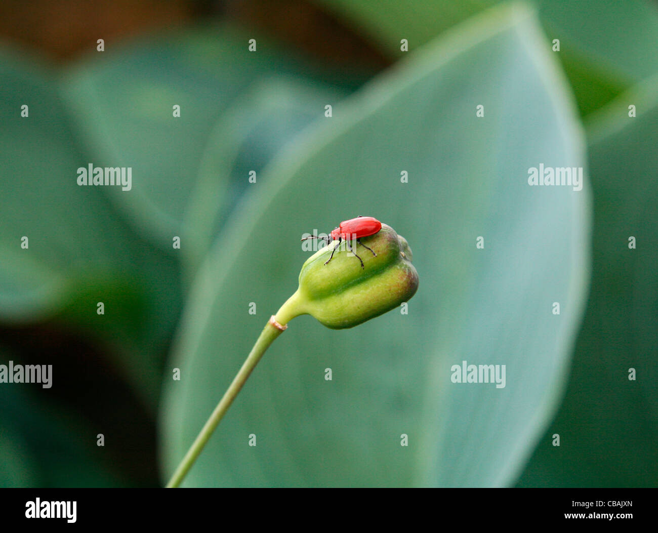 Lilioceris lilii, animal, insecte, ravageur, nature, fleurs, plantes, feuille (CTK Photo/Marketa Hofmanova) Banque D'Images
