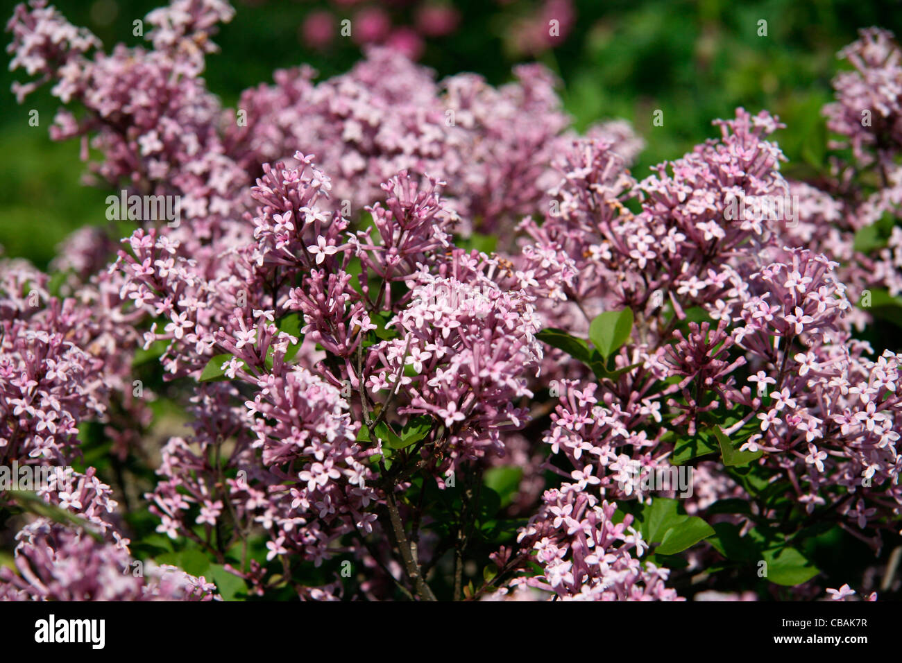 Syringa vulgaris, nature, fleurs, plantes (CTK Photo/Marketa Hofmanova) Banque D'Images