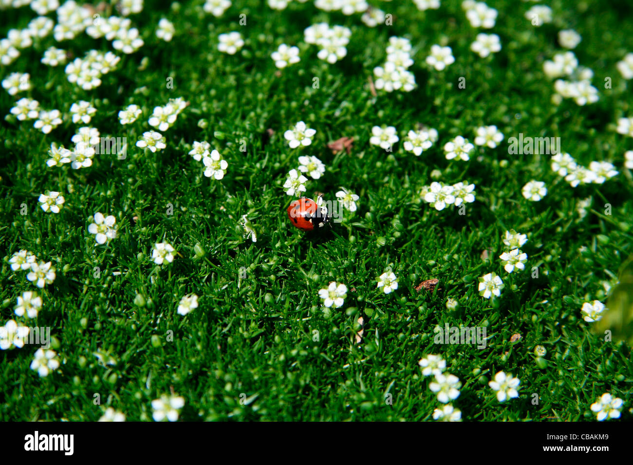 Coccinella septempunctata coccinelle, insecte, animal,, nature, fleurs, plantes (CTK Photo/Marketa Hofmanova) Banque D'Images