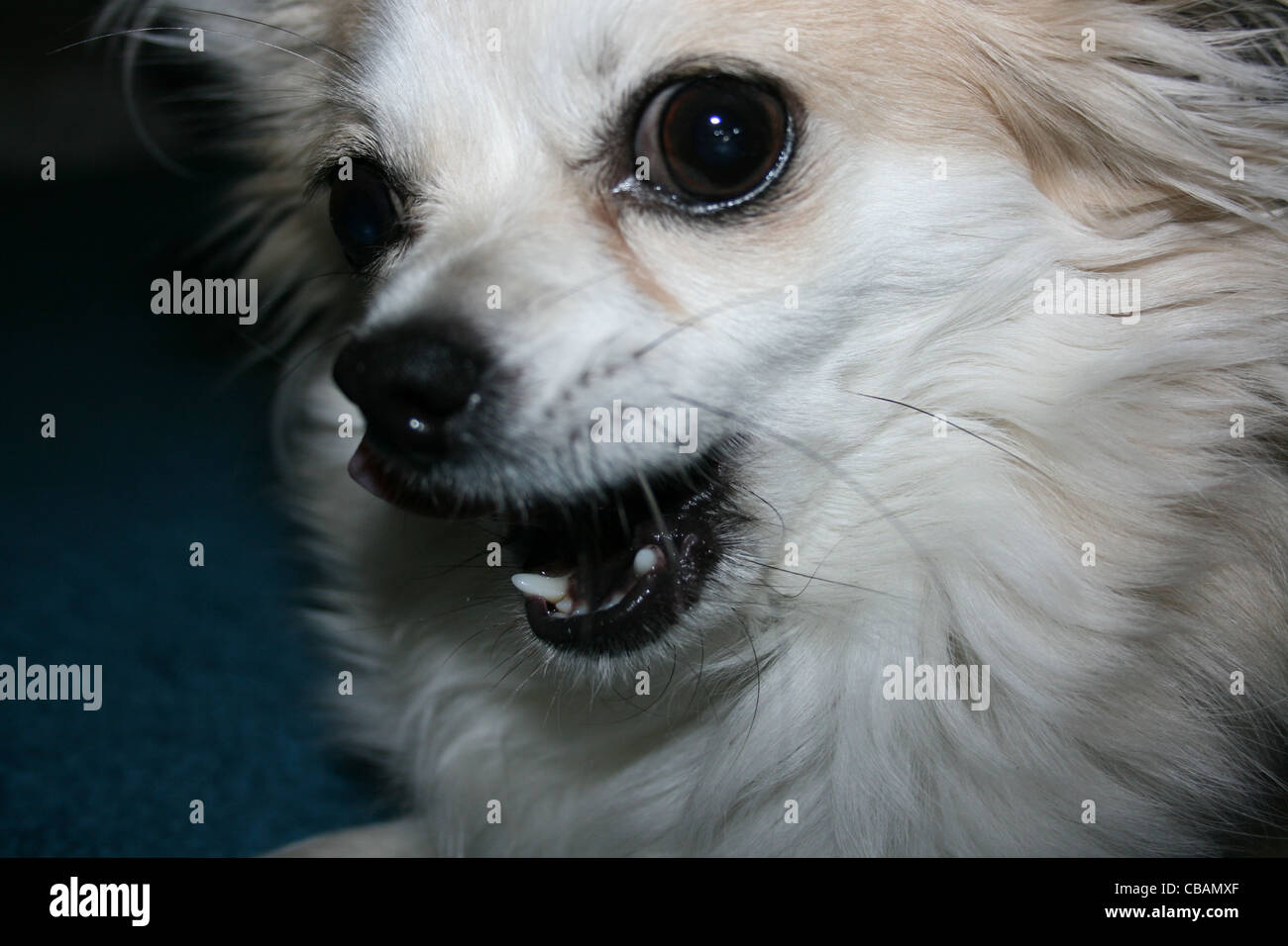 Chihuahua poil long ou du chien pour ouvrir la bouche close up Banque D'Images